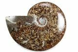 Polished Ammonite (Cleoniceras) Fossil - Madagascar #365026-1